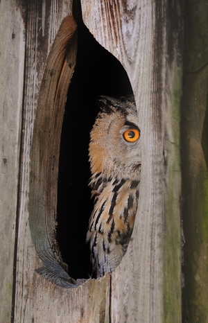 Cultural Symbolism Of The Owl