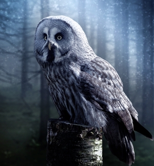 Spiritual Symbolism Of The Owl